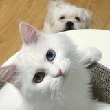 DoppelRc头像