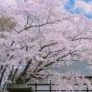 ぴ陌离15头像