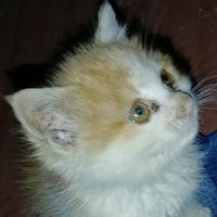 一地小猫头像