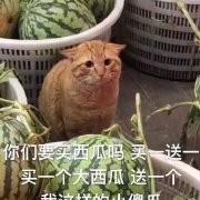 尤衣头像