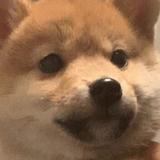 东咚不可能这样子头像