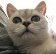 猫不理的个人资料头像