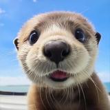 玩车介的张学友头像