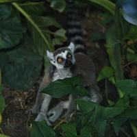 图图玩电车头像