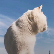 microyang的个人资料头像