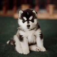 须知薄命是佳人头像