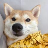 想买个Q3啊头像