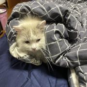 macjay的个人资料头像