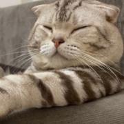 今晚打老虎__的个人资料头像