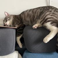 时一啊我是头像