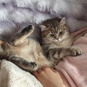 艾什的个人资料头像