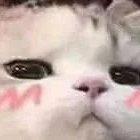 雪球球的个人资料头像