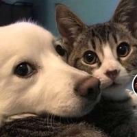 菩提火龙果头像