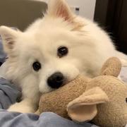 一只特立独行的章鱼的个人资料头像