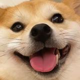 shsetr头像