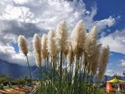 炫耀你的美的个人资料头像