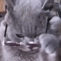 桂花飘香之都头像