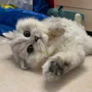 CcChan的个人资料头像