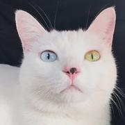 409的个人资料头像