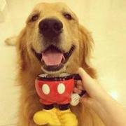 triplydoor的个人资料头像