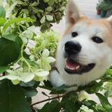 a车坚头像