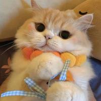 用户615202143100头像