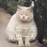 最优雅的头像