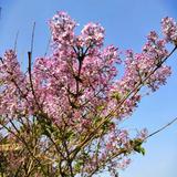 一万年太久762头像