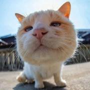 WC有蚊子的个人资料头像