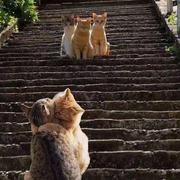 涂山鸿鸿的个人资料头像