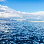 SmellCat的个人资料头像