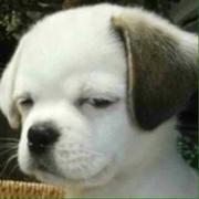 promise_ansyc的个人资料头像