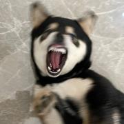 codeYang的个人资料头像