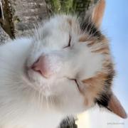 地表最强鱿鱼须的个人资料头像