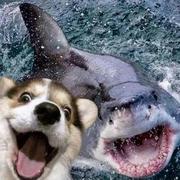 Cx511的个人资料头像