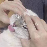 比巴卜大大卷的个人资料头像