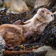 nononocat的个人资料头像