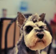 我是一只代码狗的个人资料头像