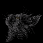 馒头和米汤的个人资料头像