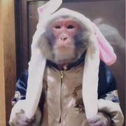 Illus1on的个人资料头像