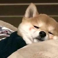 自在书包1l头像