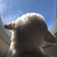 南非打碟师头像