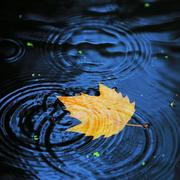 药材的个人资料头像