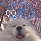 森绘的个人资料头像