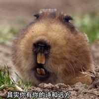 东非大鼹鼠1头像