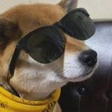 y桃枝头像