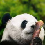 袁怡恒51头像