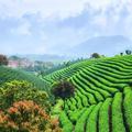 杜润和头像