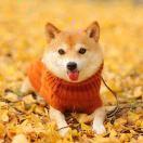 Seatonlin的个人资料头像