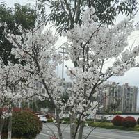 风和日丽82262头像